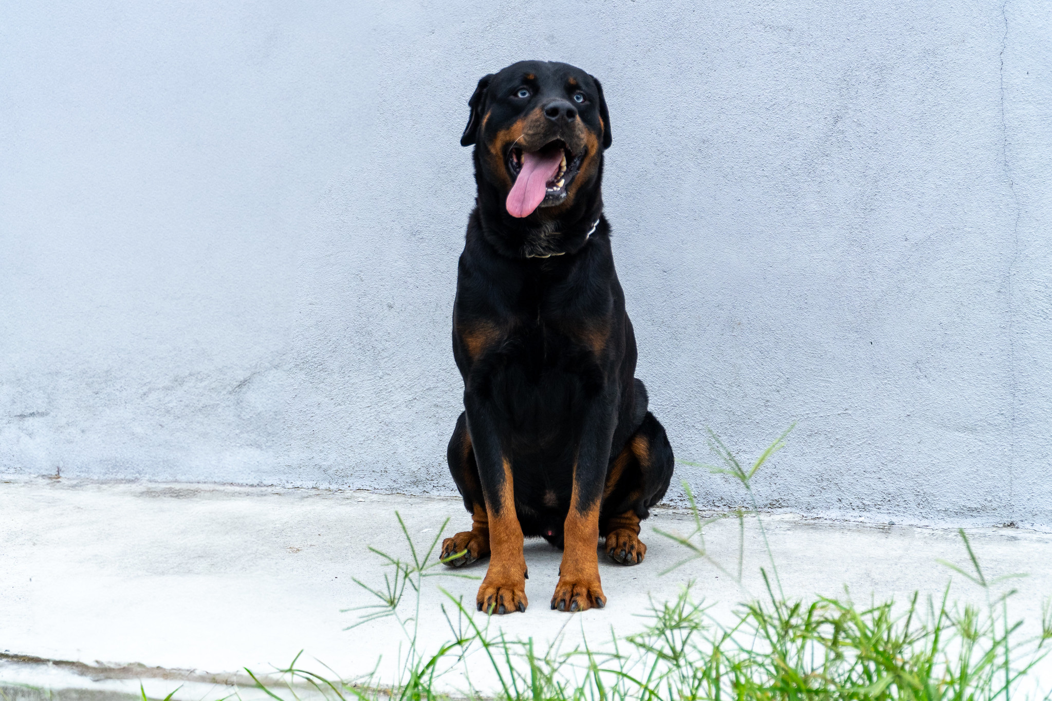 Audiência para criação da Rede de Proteção Animal de Bertioga acontece na segunda-feira (13)
