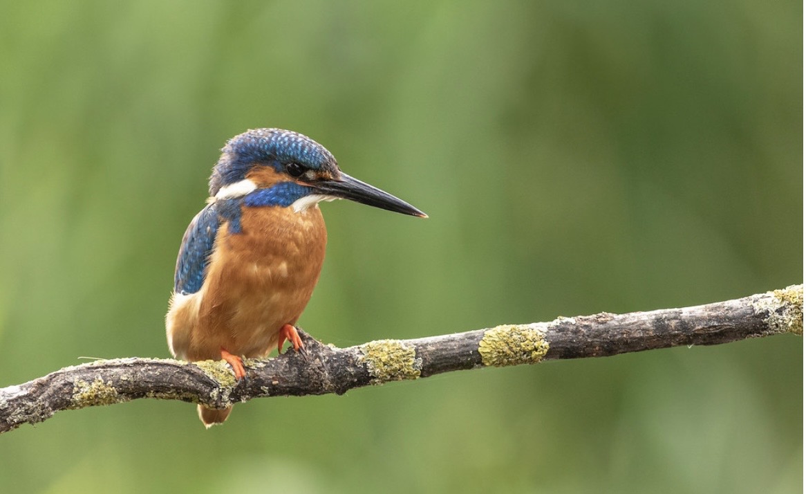 Bertioga celebra Dia do Observador de Aves com missão empresarial para a Feira Avistar 2026