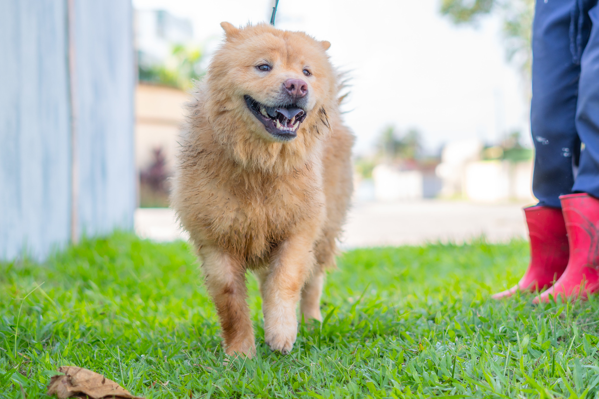 Não compre, adote! Mais de 150 pets estão em busca de um novo lar no CCZ